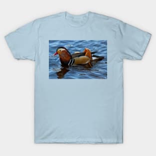 Mandarin Duck reflected in clear blue water T-Shirt